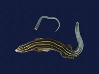 藏品(琉球藍尾石龍子)的圖片